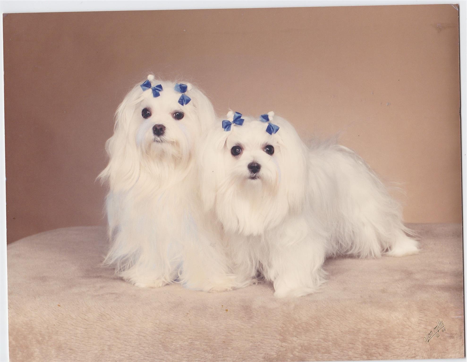 Pets are welcome! 2 pets, max 20 each