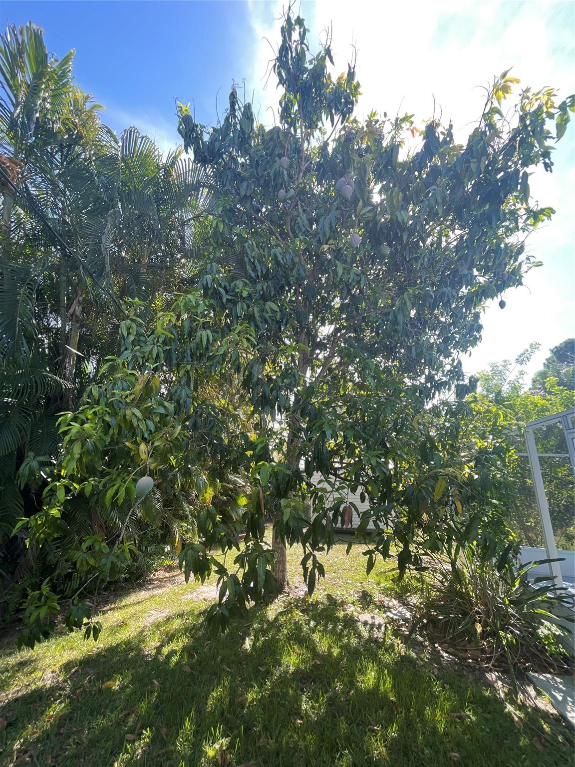 Mango Tree