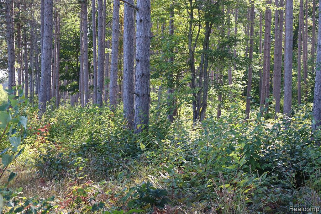 Lot D W Pendills Lake Road, Brimley, MI 49715 — Photo 35