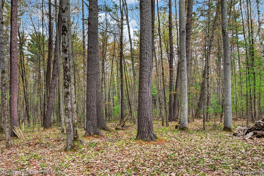 v/l E Pinecrest Drive, Gladwin, MI 48624 — Photo 7