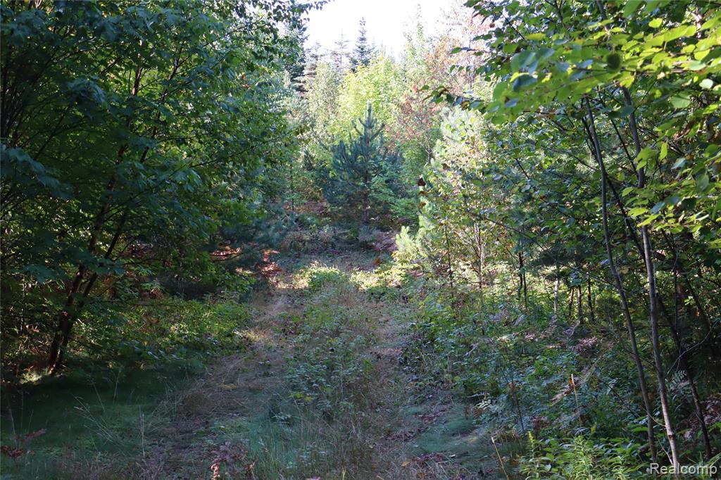 Lot D W Pendills Lake Road, Brimley, MI 49715 — Photo 39