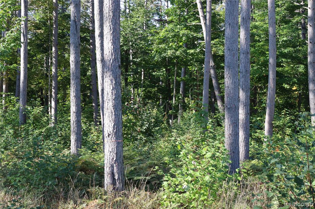 Lot D W Pendills Lake Road, Brimley, MI 49715 — Photo 34