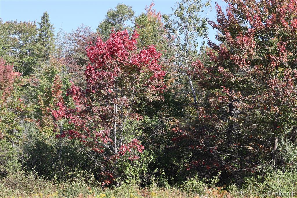 Lot D W Pendills Lake Road, Brimley, MI 49715 — Photo 60