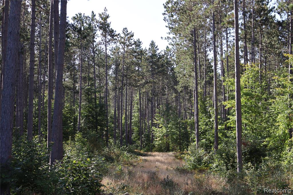 Lot D W Pendills Lake Road, Brimley, MI 49715 — Photo 33