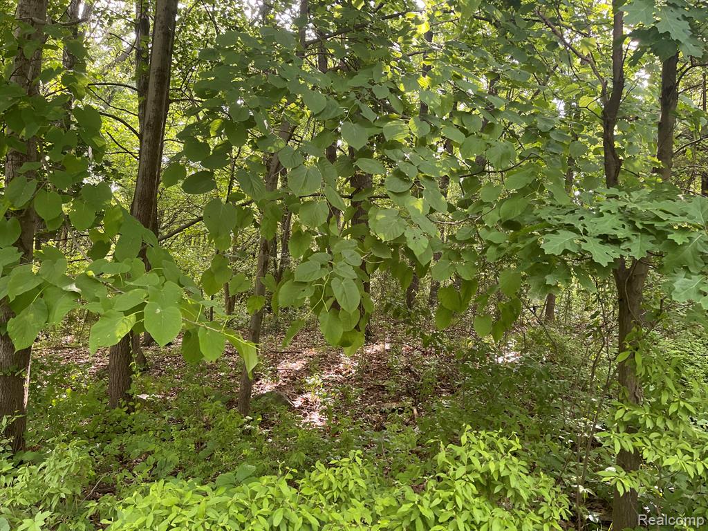09 Tipsico Lake Road - Photo 2