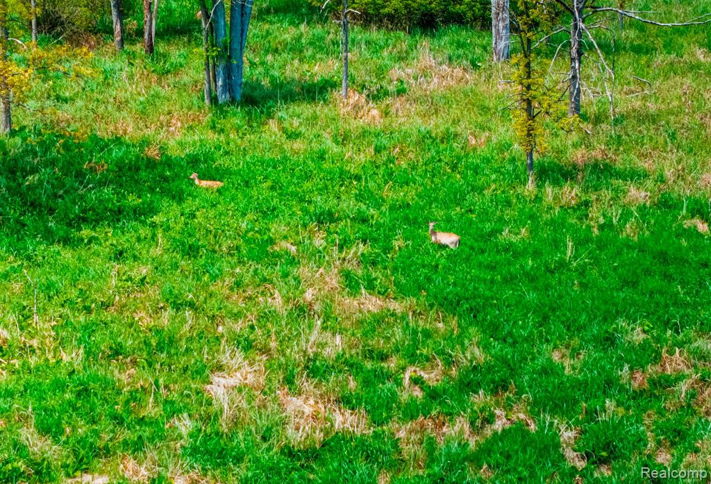 C-1 DOA Lane, Brighton, MI 48114 — Photo 14