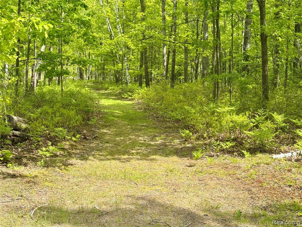 499 E Winegars Road, Gladwin, MI 48624 — Photo 5