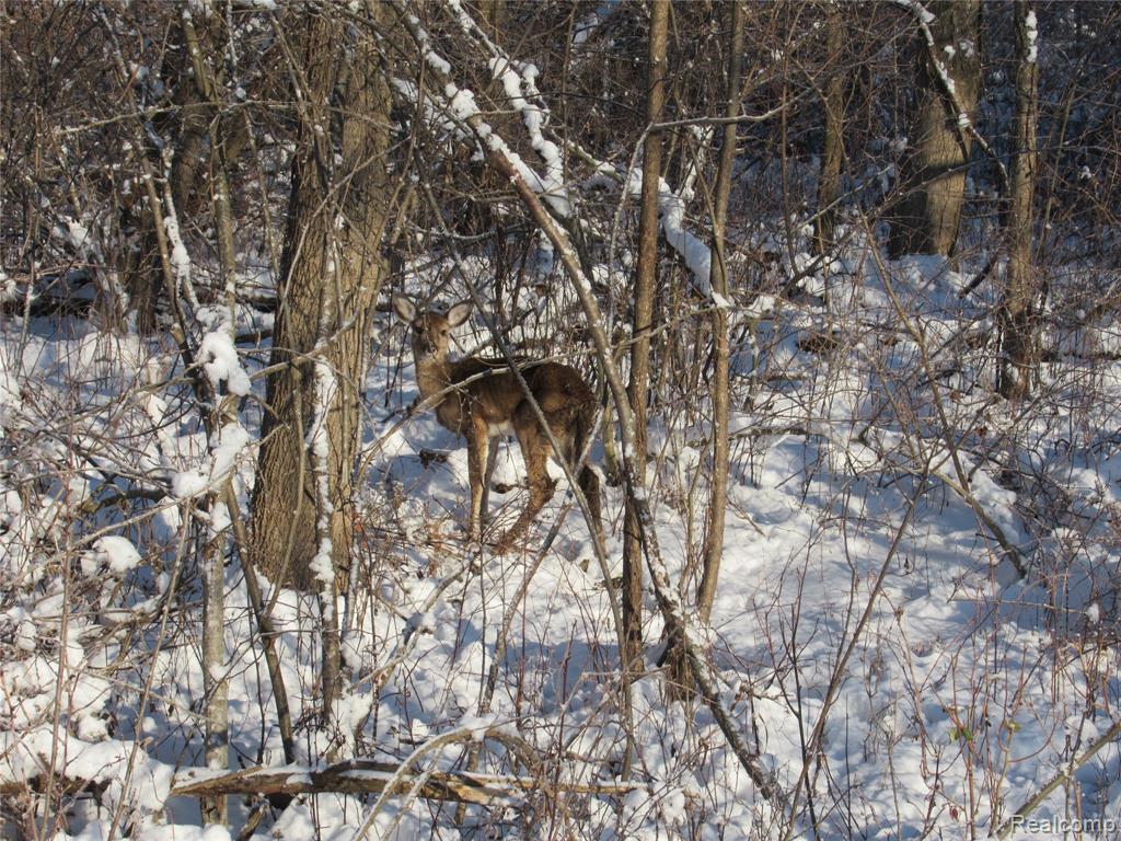 VACANT LAND S. PLAIN Road, Caro, MI 48723 — Photo 20