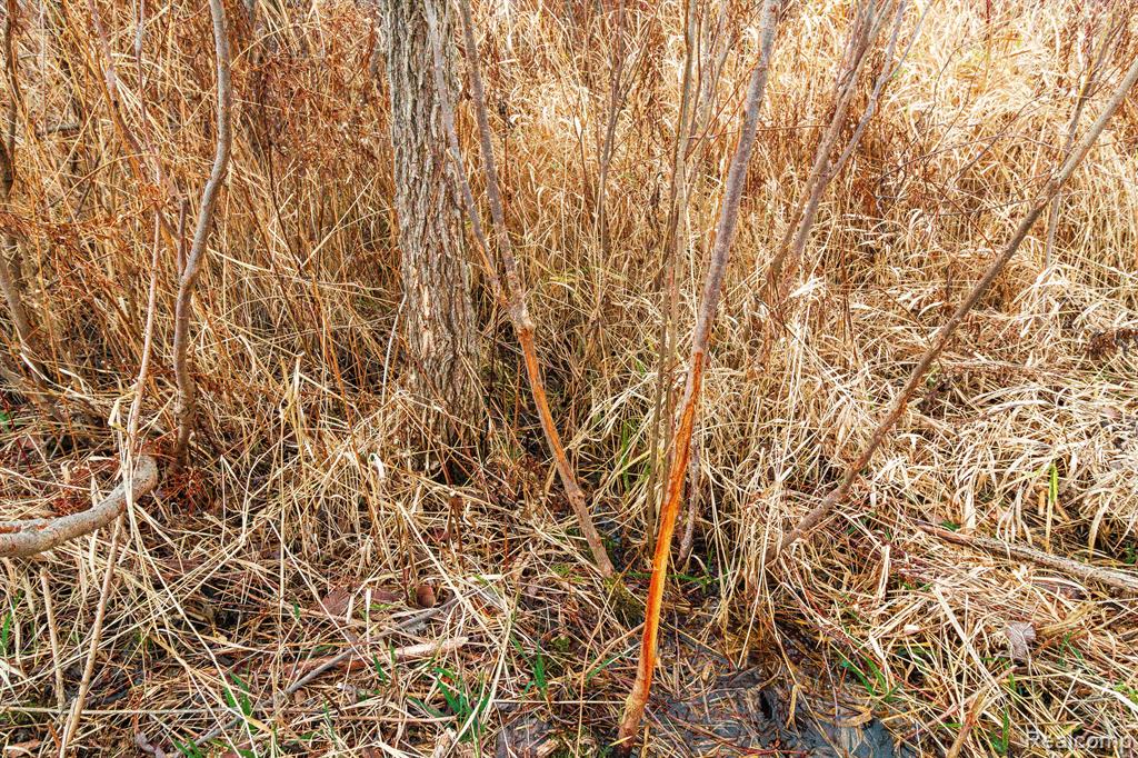 VL Roods Lake Road, Lapeer, MI 48446 — Photo 6