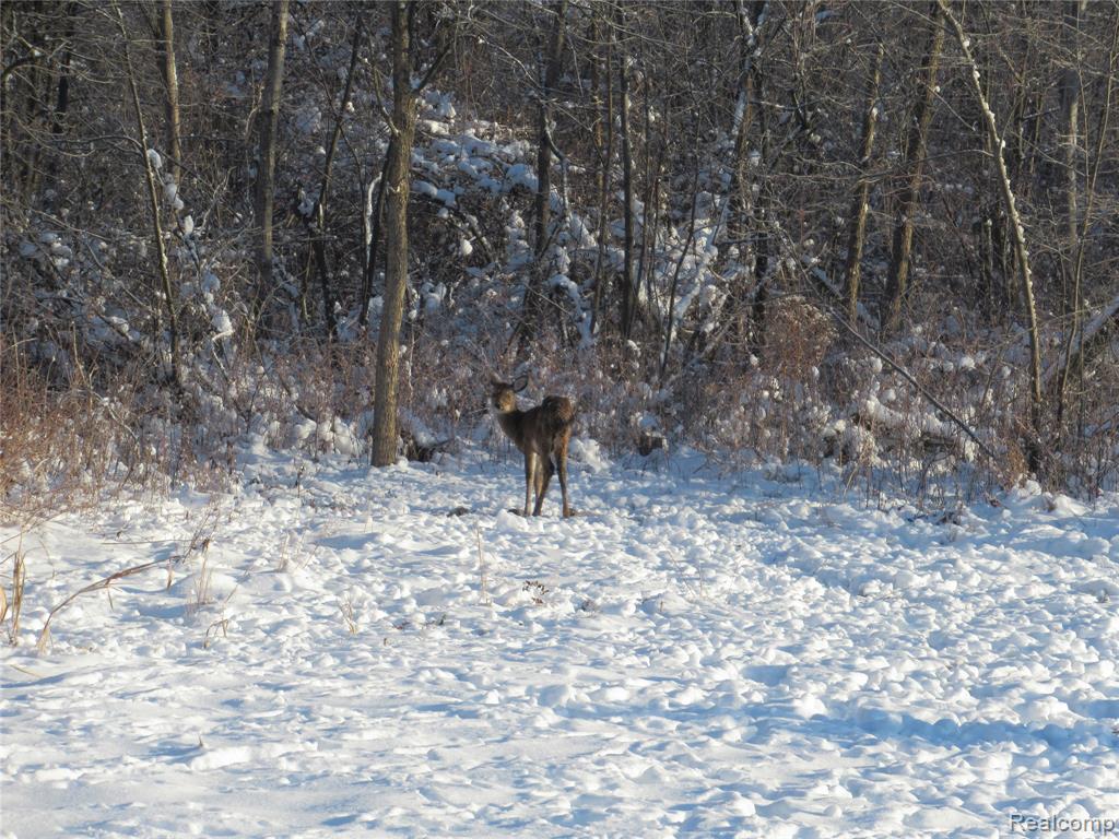 VACANT LAND S. PLAIN Road, Caro, MI 48723 — Photo 19