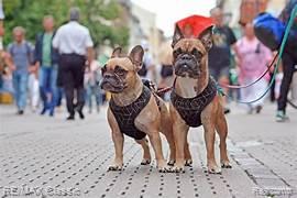 612 W Marshall Street, Ferndale, MI 48220 — Photo 27