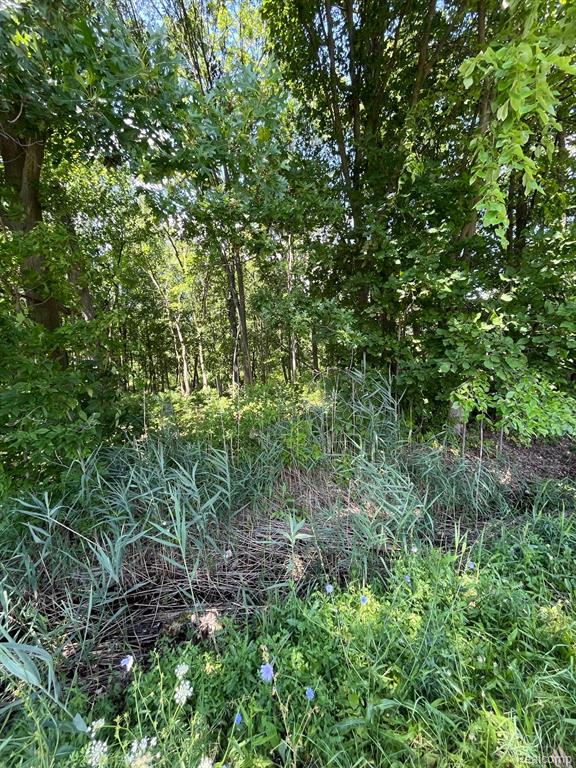 55815 BROUGHTON Road, Macomb, MI 48042 — Photo 8