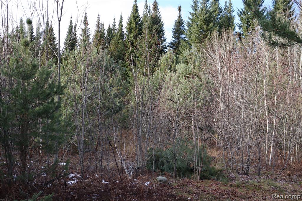 #A W Pendills Lake Road, Brimley, MI 49715 — Photo 43