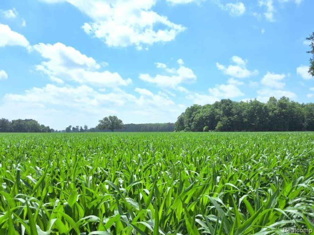 AUCTION Lot #6 10 acres Capac Road, Capac, MI 48014 — Photo 3