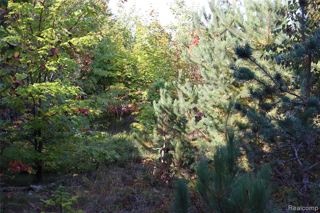 Lot D W Pendills Lake Road, Brimley, MI 49715 — Photo 41