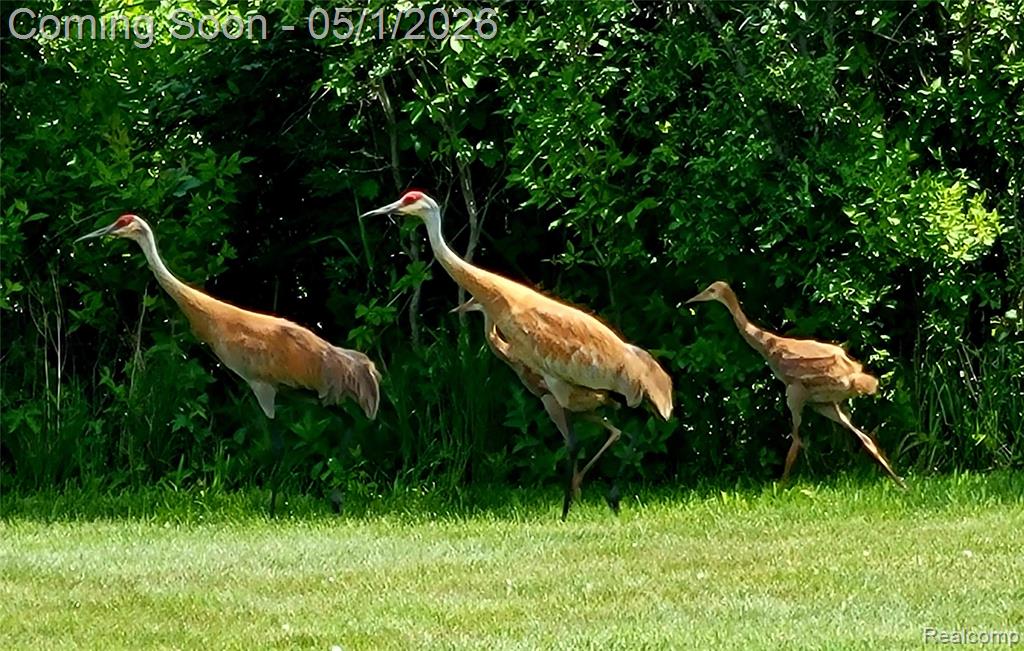 69774 / 69862 Fisher Road, Bruce, MI 48065 — Photo 71