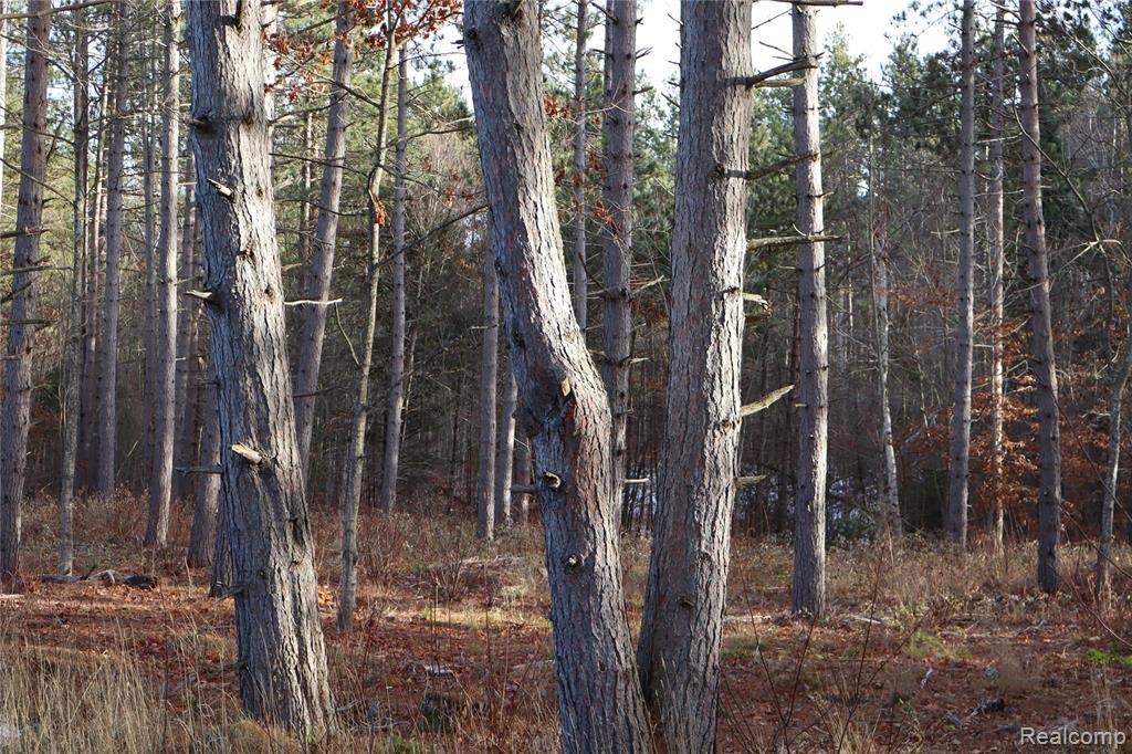 #A W Pendills Lake Road, Brimley, MI 49715 — Photo 38