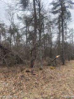 VL Big Creek Road, Johannesburg, MI 49751 — Photo 3