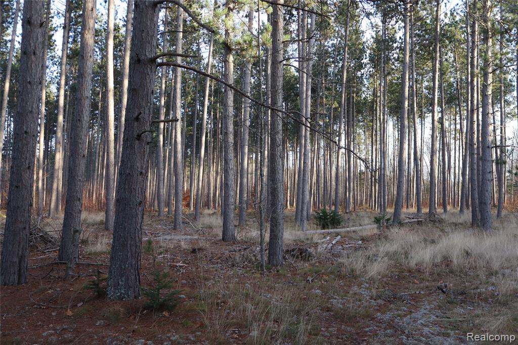 #A W Pendills Lake Road, Brimley, MI 49715 — Photo 48