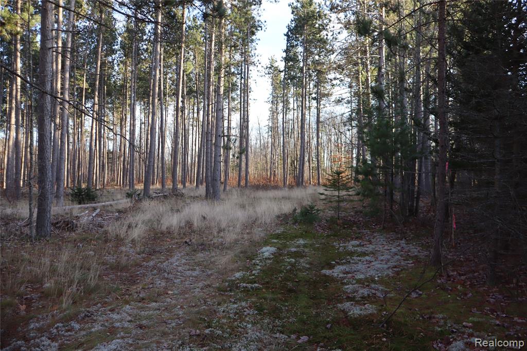 #A W Pendills Lake Road, Brimley, MI 49715 — Photo 27