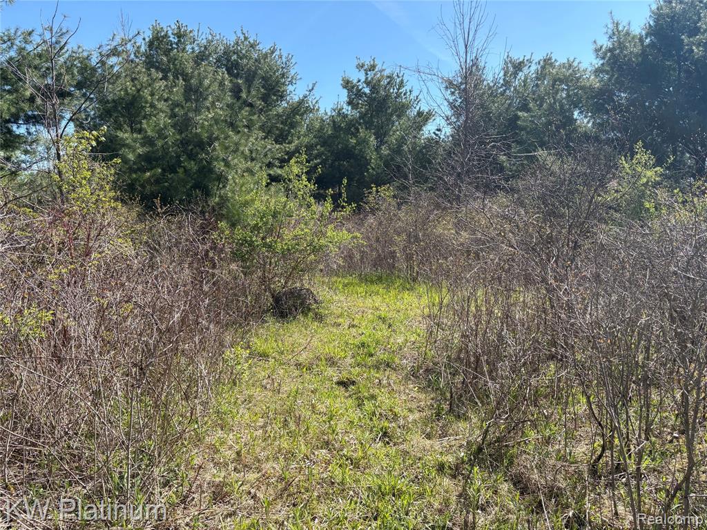 Parcel B Wicha Drive, Burtchville, MI 48059 — Photo 8