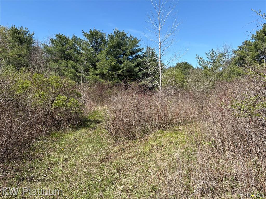 Parcel B Wicha Drive, Burtchville, MI 48059 — Photo 12