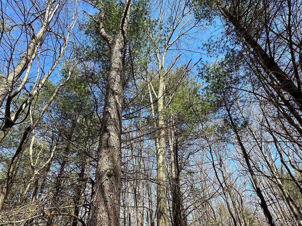 4.23 Acres VL - KNIGHTS BRIDGE Road, Leonard, MI 48367 — Photo 10