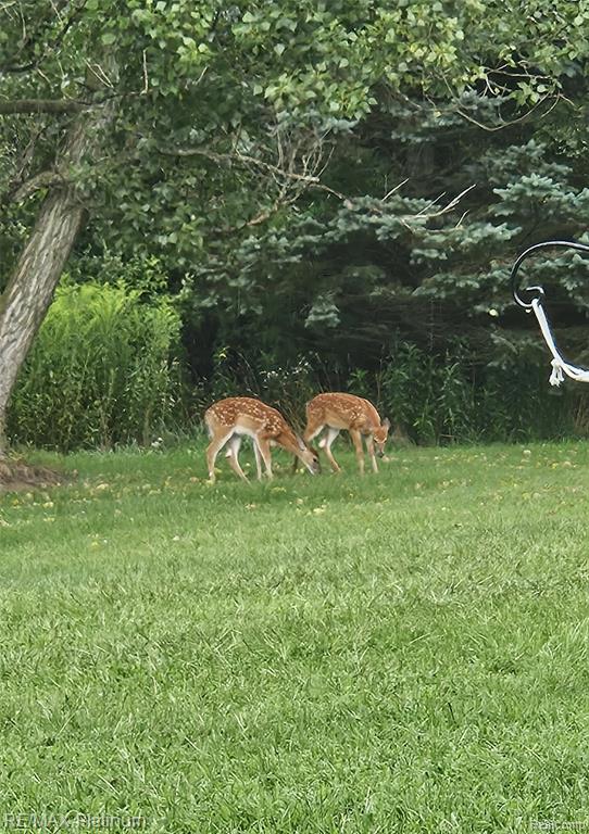 11077 Owosso Road, Fowlerville, MI 48836 — Photo 37