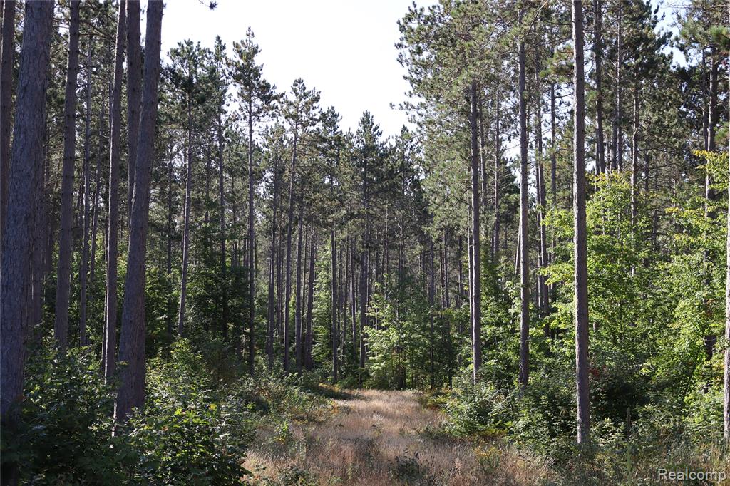 Lot D W Pendills Lake Road, Brimley, MI 49715 — Photo 36
