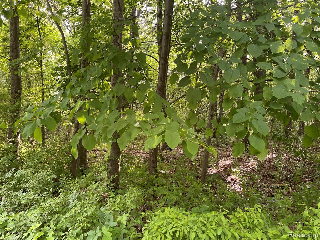 09 Tipsico Lake Road - Photo 3