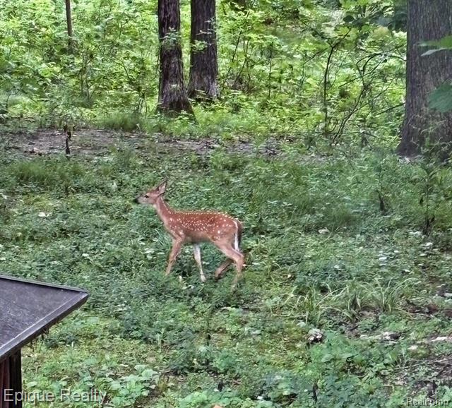 9155 Kelly Lake Drive, Clarkston, MI 48348 — Photo 90