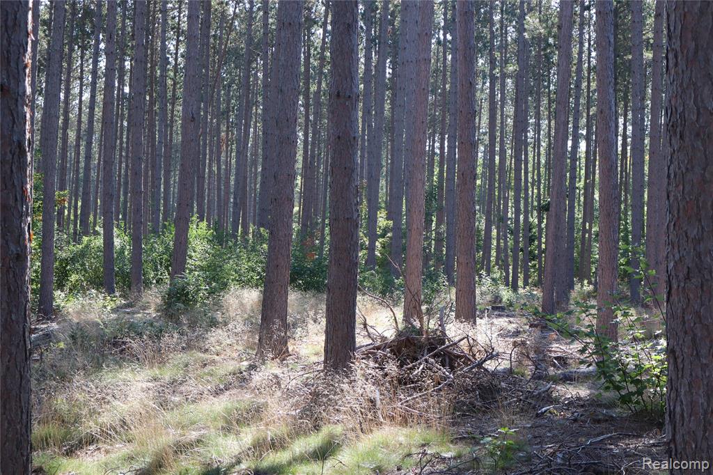 Lot D W Pendills Lake Road, Brimley, MI 49715 — Photo 46
