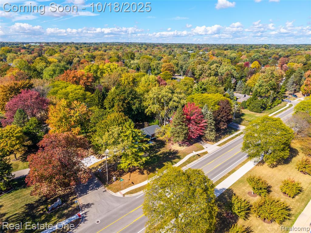 Bird's eye view of a forest