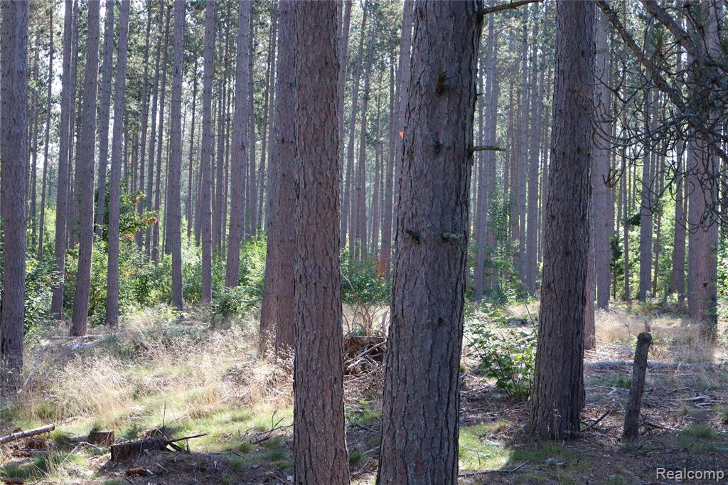 Lot D W Pendills Lake Road, Brimley, MI 49715 — Photo 45