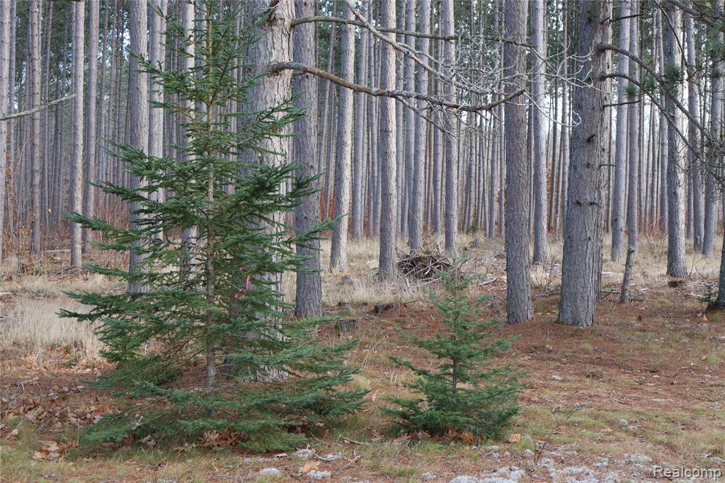 #A W Pendills Lake Road, Brimley, MI 49715 — Photo 7