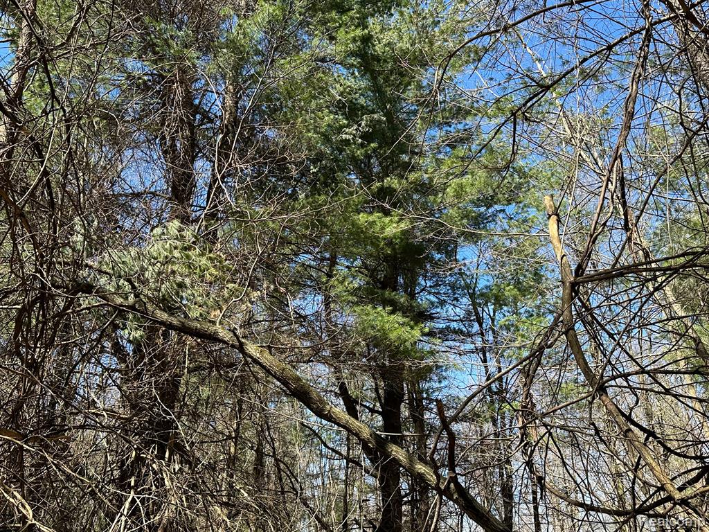 4.23 Acres VL - KNIGHTS BRIDGE Road, Leonard, MI 48367 — Photo 11