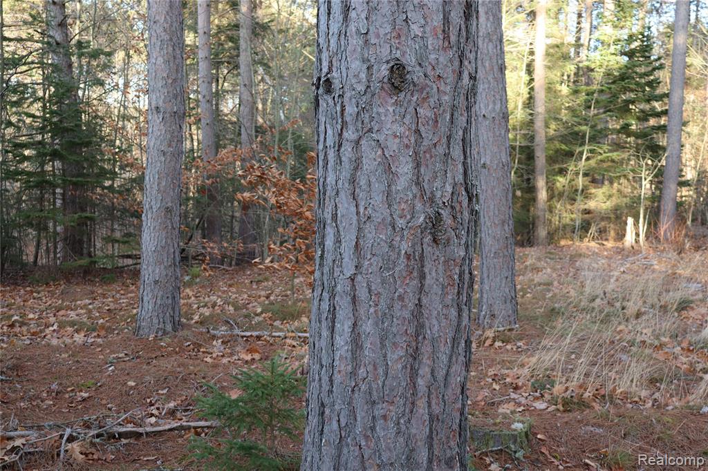 #A W Pendills Lake Road, Brimley, MI 49715 — Photo 49