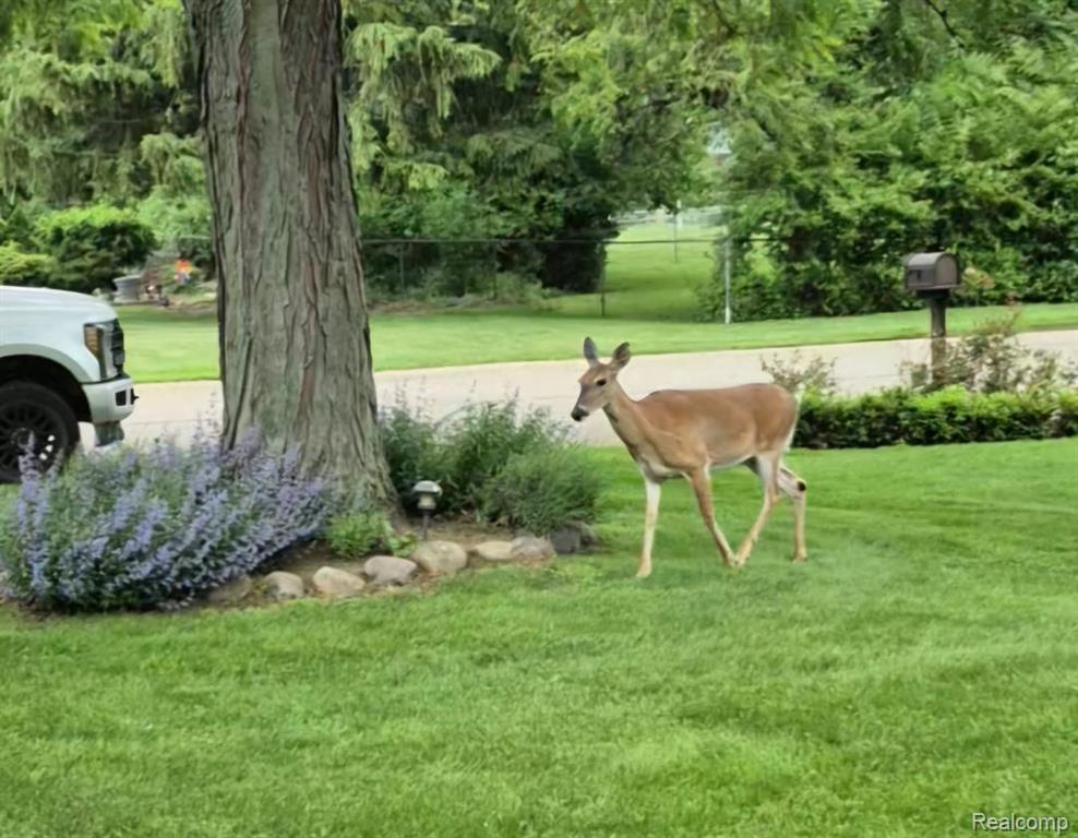 14962 Beatrice Street, Livonia, MI, 48154