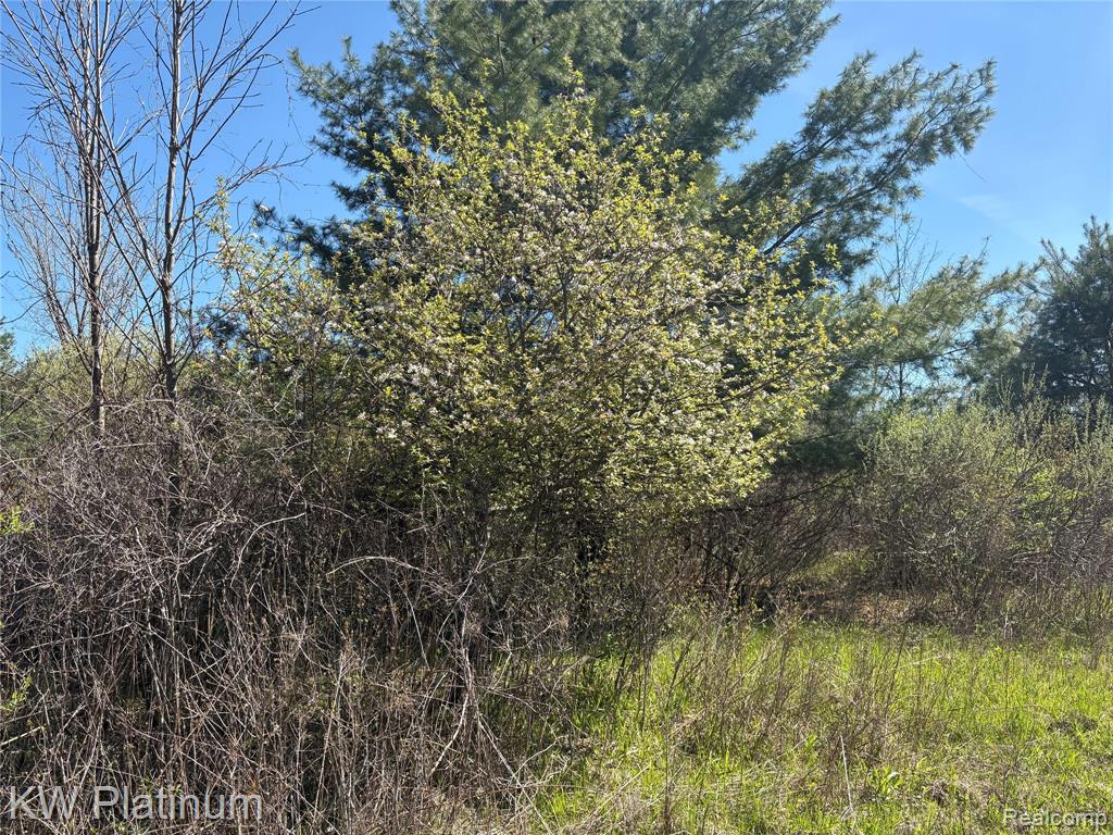 Parcel B Wicha Drive, Burtchville, MI 48059 — Photo 14