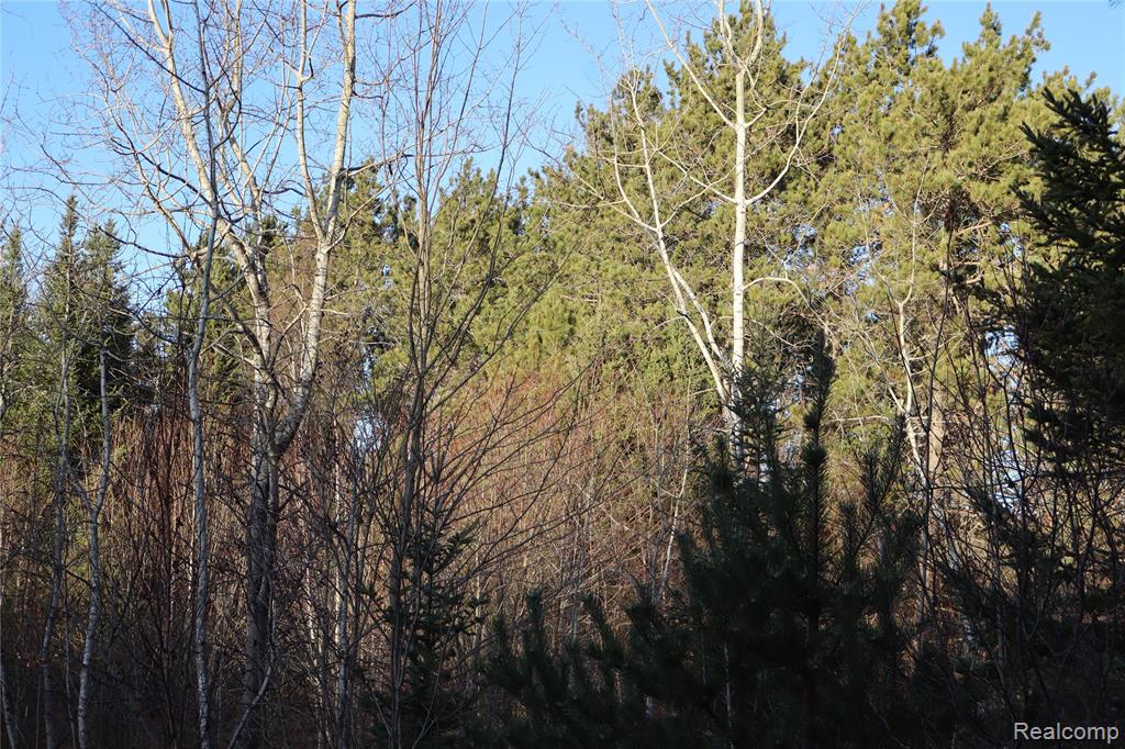 #A W Pendills Lake Road, Brimley, MI 49715 — Photo 52