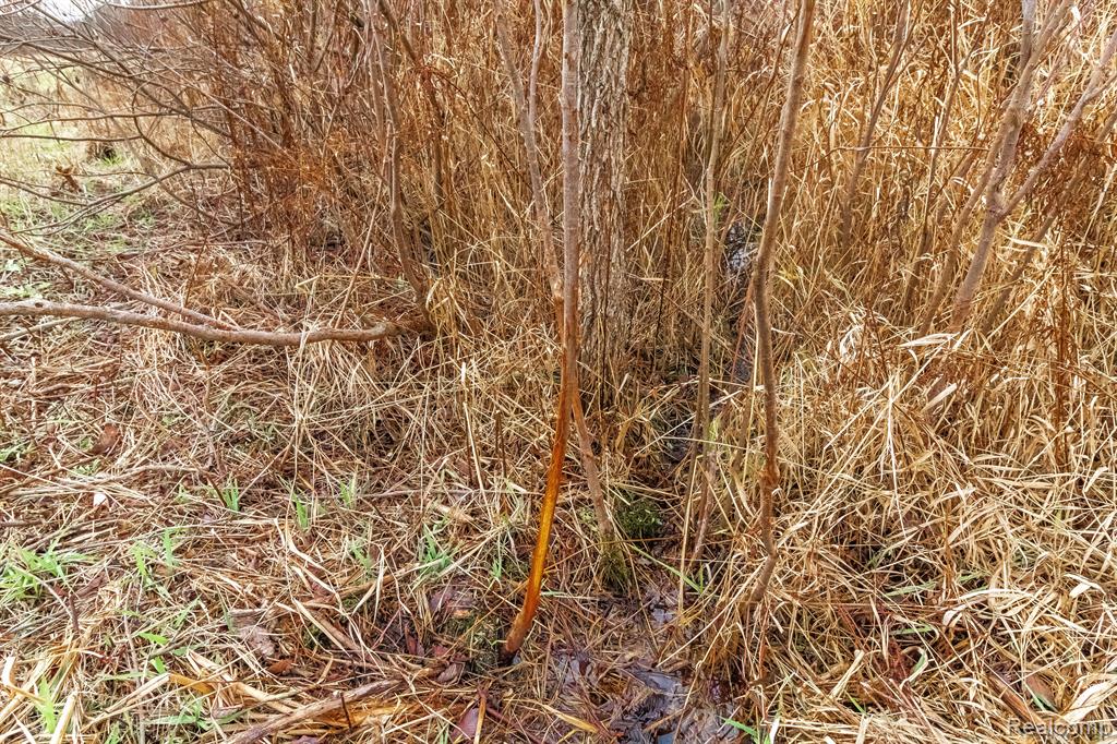 VL Roods Lake Road, Lapeer, MI 48446 — Photo 7
