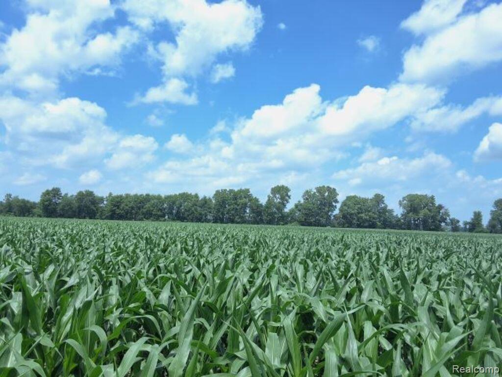 AUCTION Lot 94 acres Capac Road, Capac, MI 48014 — Photo 3