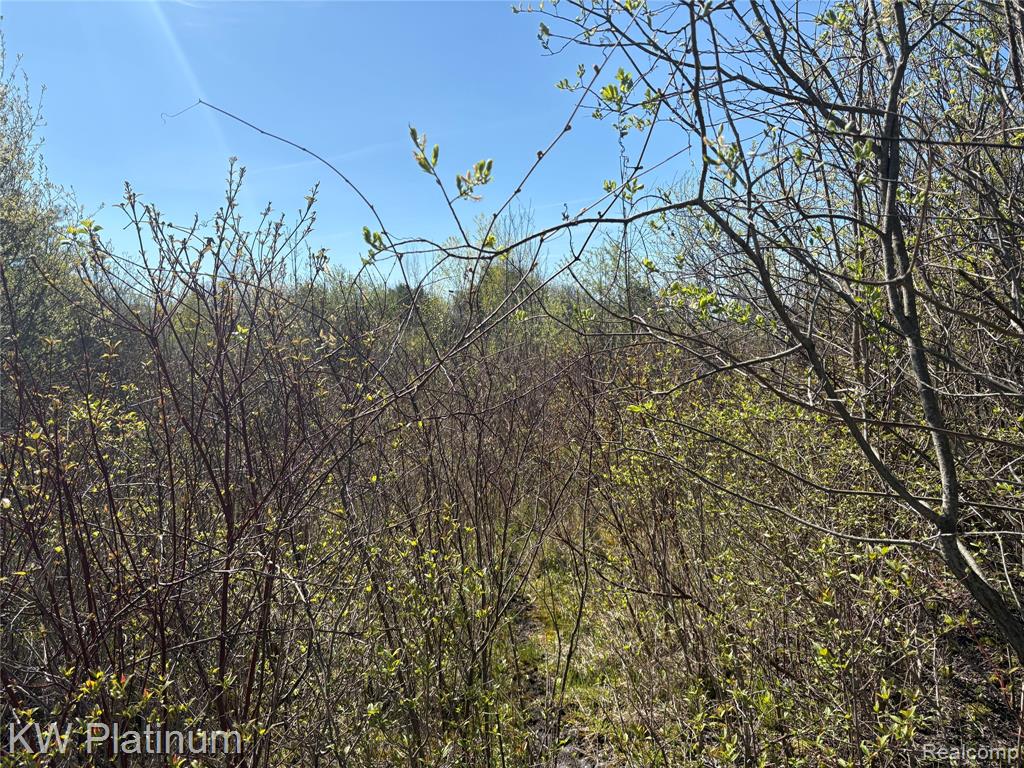 Parcel D Wicha Drive, Burtchville, MI 48059 — Photo 6