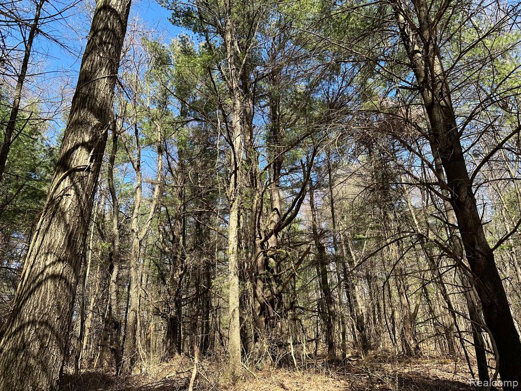 4.23 Acres VL - KNIGHTS BRIDGE Road, Leonard, MI 48367 — Photo 23
