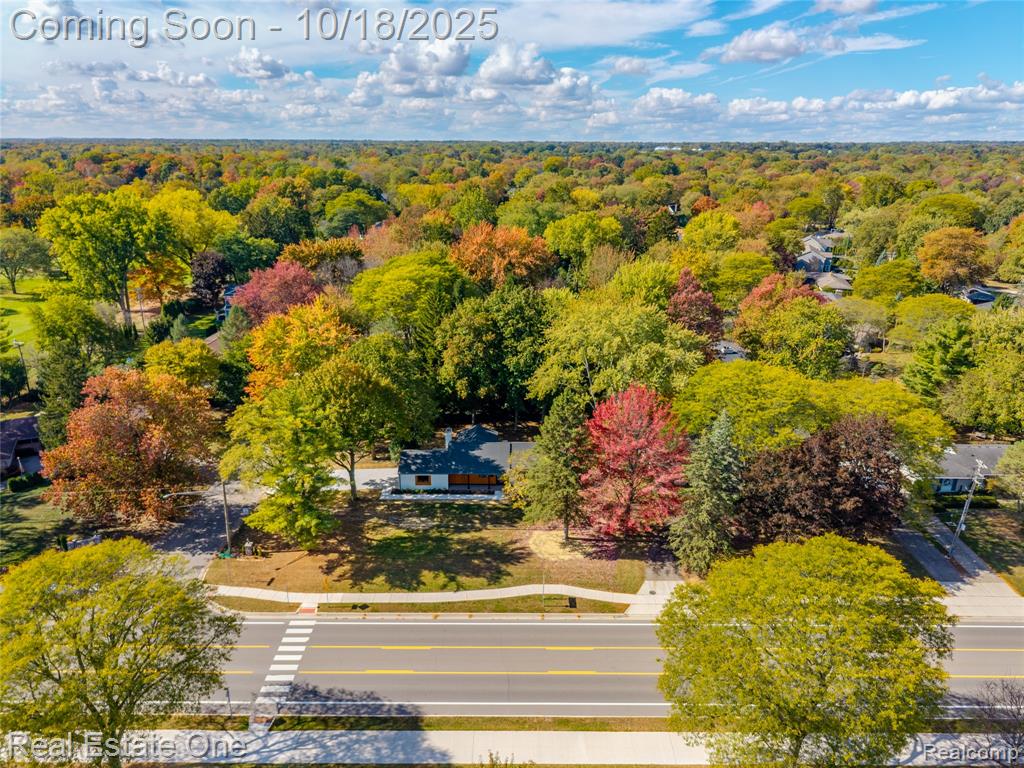 Aerial view of a forest