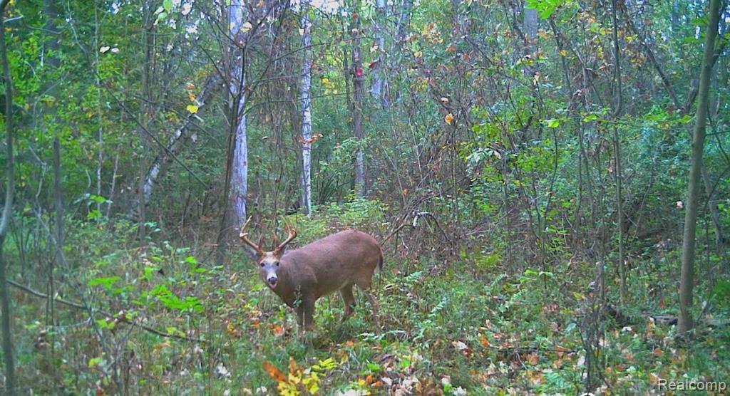VACANT LAND S. PLAIN Road, Caro, MI 48723 — Photo 11